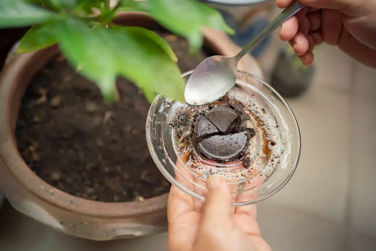 marc de café engrais pour plante plantes d'intérieur et extérieur