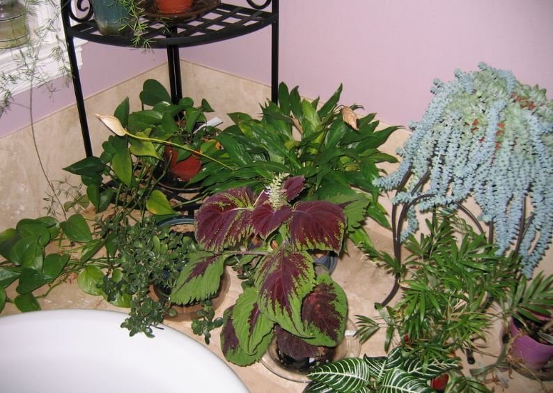 plantes salle de bain