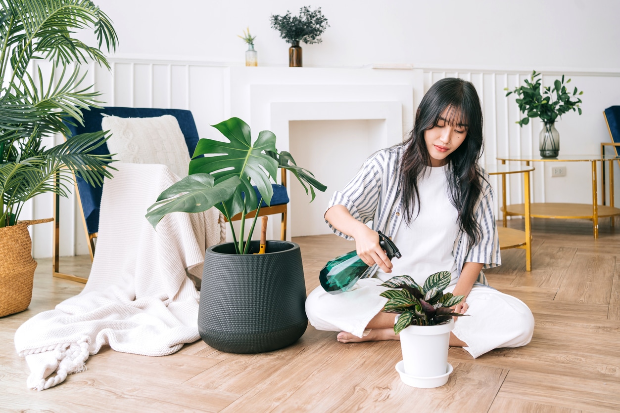 arrosage des plantes d'intérieur arroser