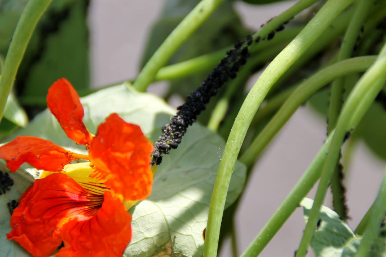 Les capucines sont des plantes qui attirent les pucerons et leur font oublier les autres plantations