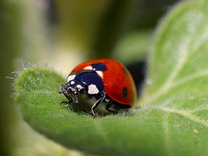 coccinelle jardin