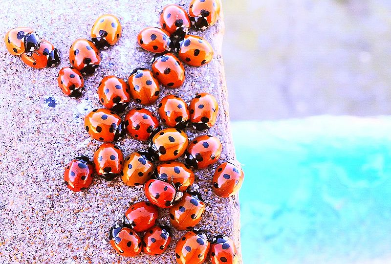 coccinelles