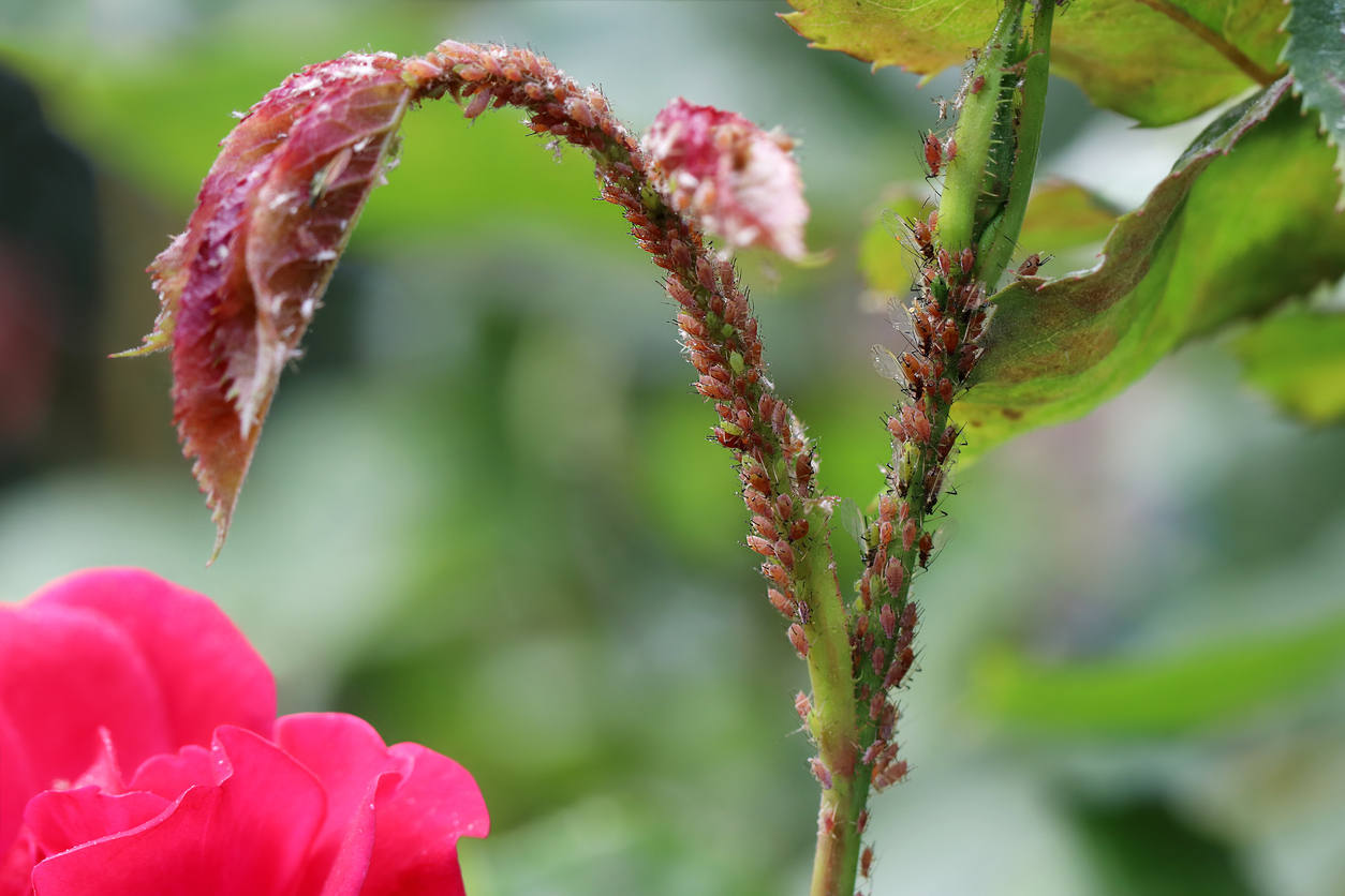 pucerons sur rose rosier infesté