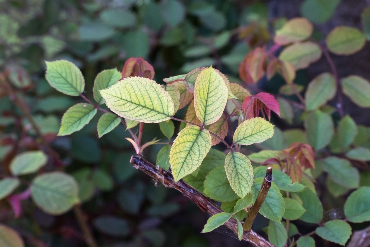 chlorose maladies du rosier