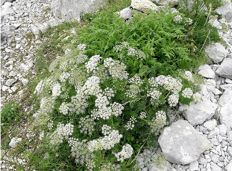 anis vert (Pimpinella anisum) plantes anti-pucerons