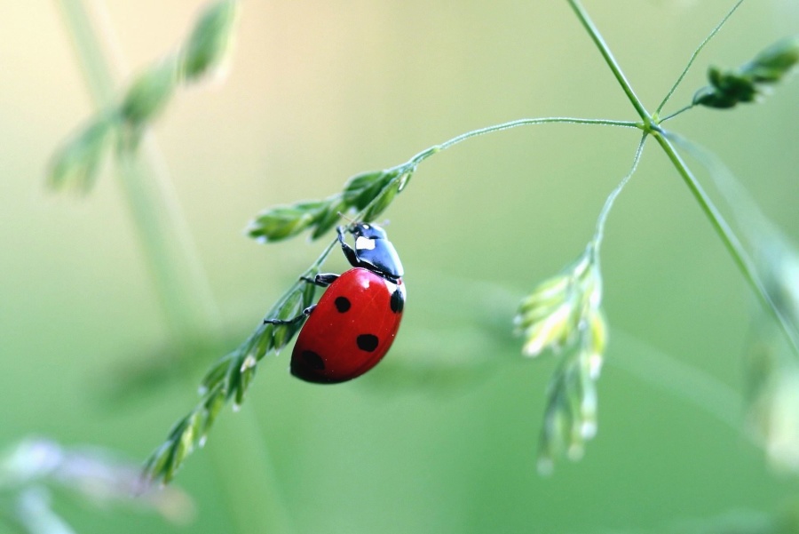 coccinelle jardin