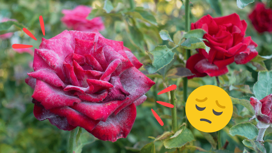 rosier malade maladies de la rose une