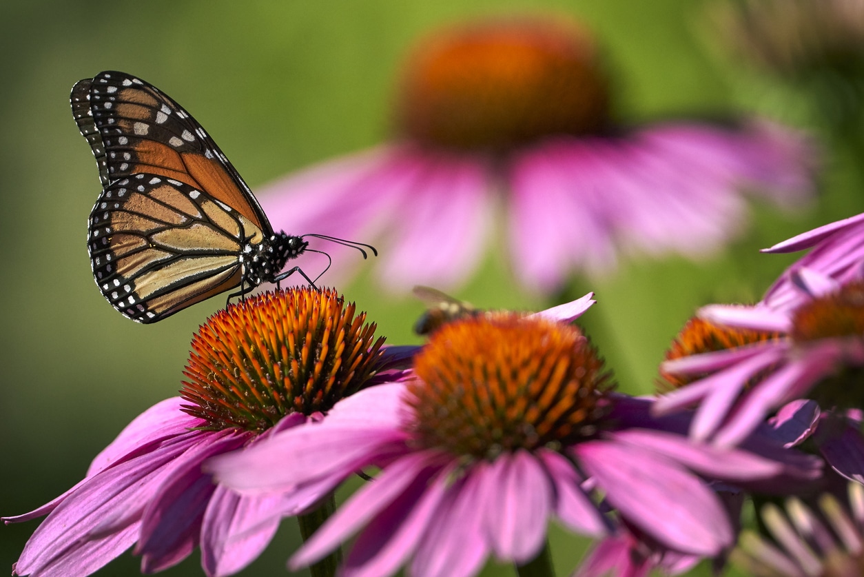 papillon sur une échinacée plantes qui attirent les papillons 