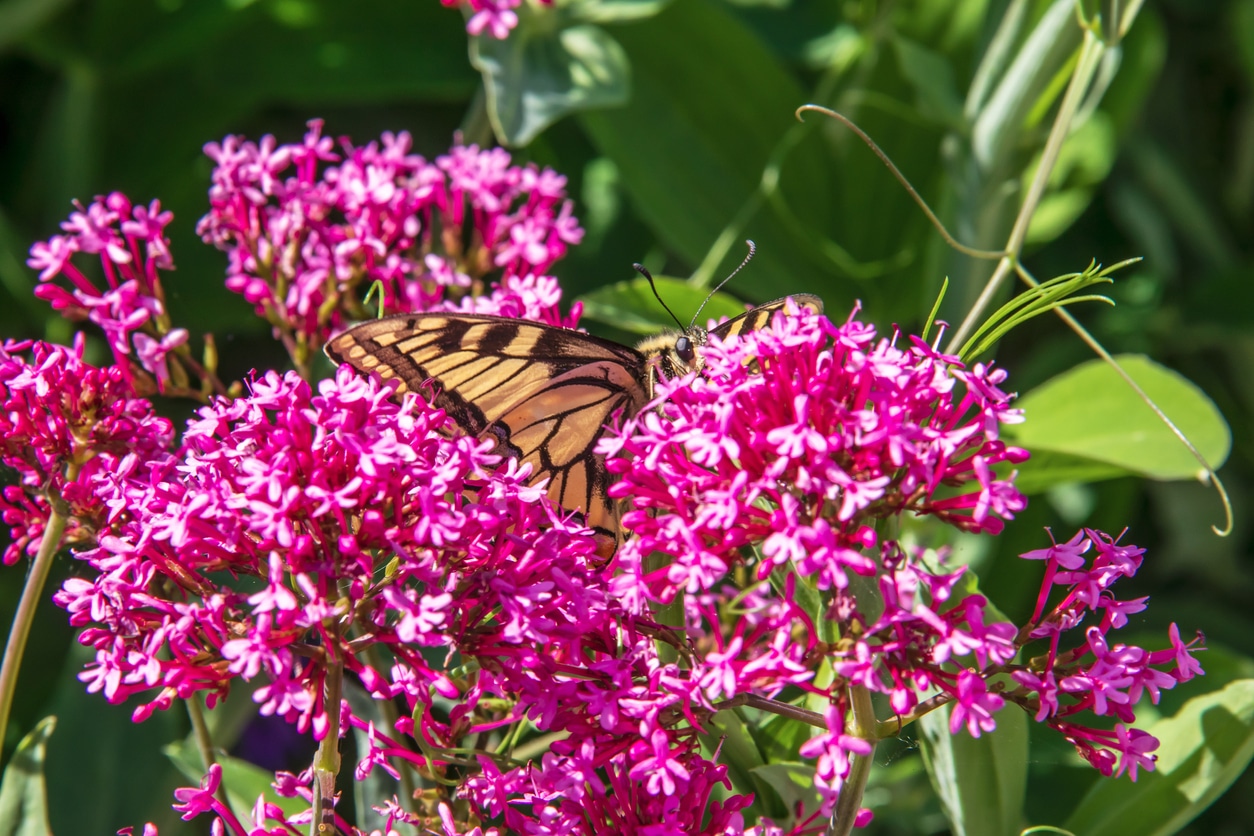 centranthe rouge (aussi appelé lilas d'Espagne ou valériane rouge) plantes qui attirent les papillons 