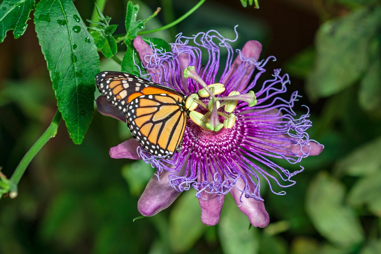 papillon monarque sur une passiflore plantes qui attirent les papillons 