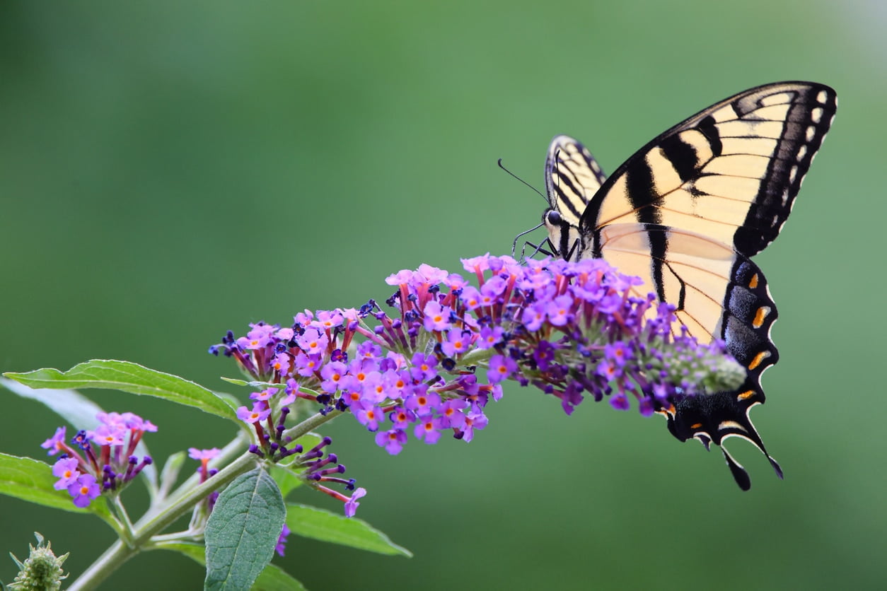 papillon buddleia de David plantes qui attirent les papillons