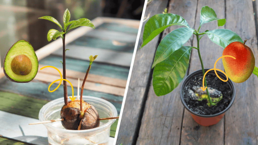 plantes à partir de noyaux de fruits et légumes