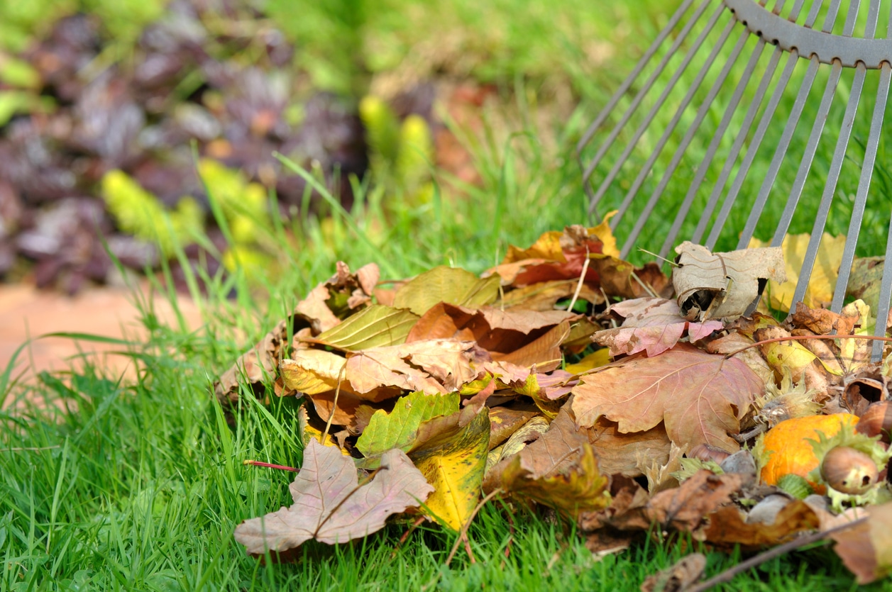 ramassage de feuilles mortes