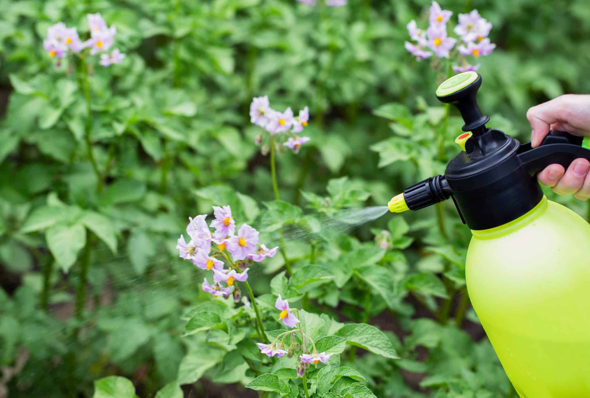 Pulvérisation des pommes de terre pendant la période de floraison avec une solution contre le mildiou purin